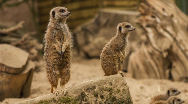 Newquay Zoo Picture 3