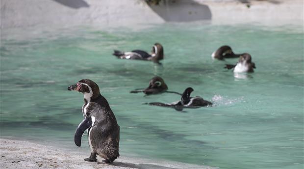 Newquay Zoo Picture 1