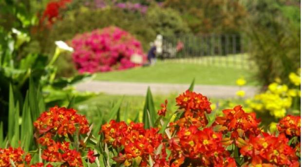 Trengwainton Garden Picture 1