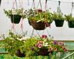 Tartendown Nurseries Picture