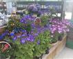Trevenson Moor Garden Centre Picture