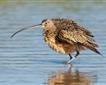 Birdwatching for beginners Picture